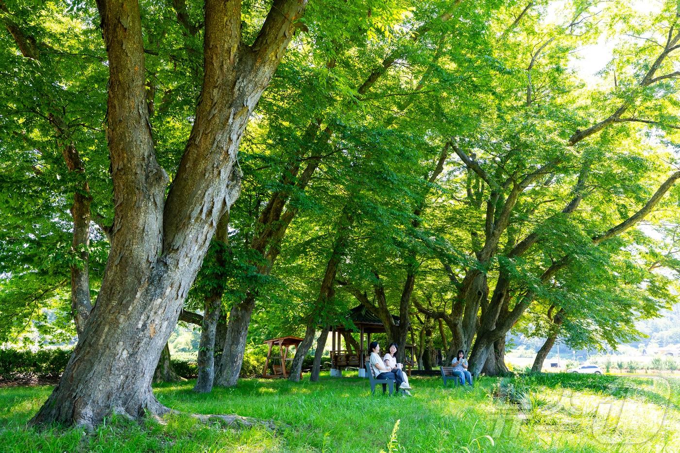 본문 이미지 - 충북 괴산군 문광면 문법리 국가산림문화자산 1호 '느티나무 마을 숲'에서 주민이 수령 300~350년된 느티나무 그늘 아래서 휴식을 취하고 있다.(괴산군 제공, 재판매 및 DB금지) ⓒ 뉴스1
