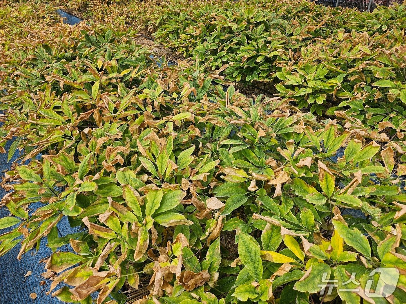 본문 이미지 - 고온피해를 본 인삼밭 (금산군 제공.재판매 및 DB금지)/뉴스1