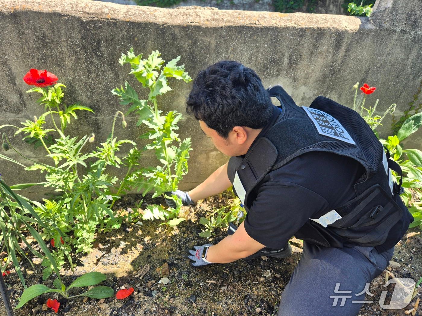 본문 이미지 - 해경이 양귀비 밀경작 현장을 적발하는 모습 (해경 제공. 재판매 및 DB금지)