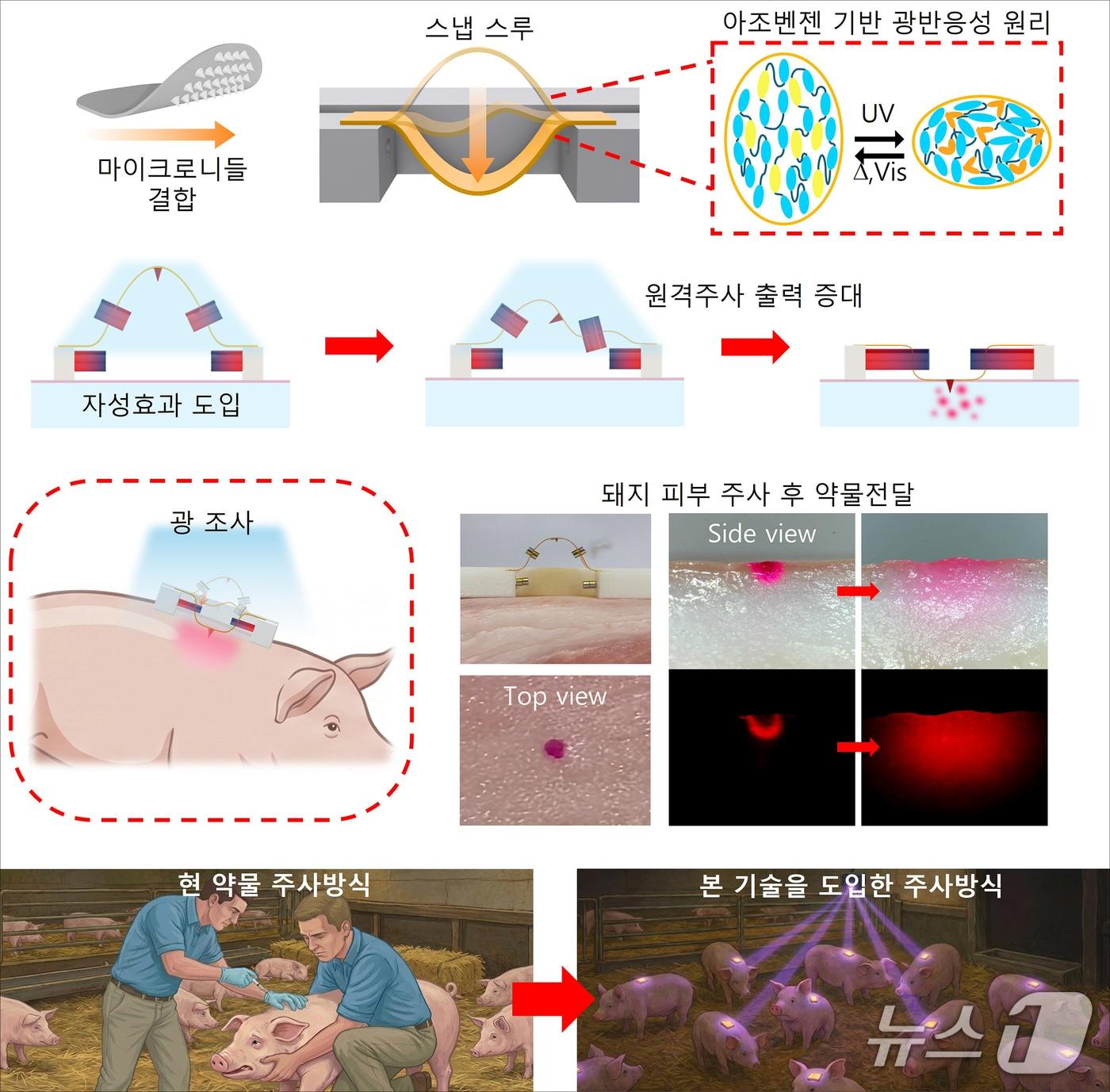 본문 이미지 - 연구 이미지. (국립부경대 제공. 재판매 및 DB 금지)