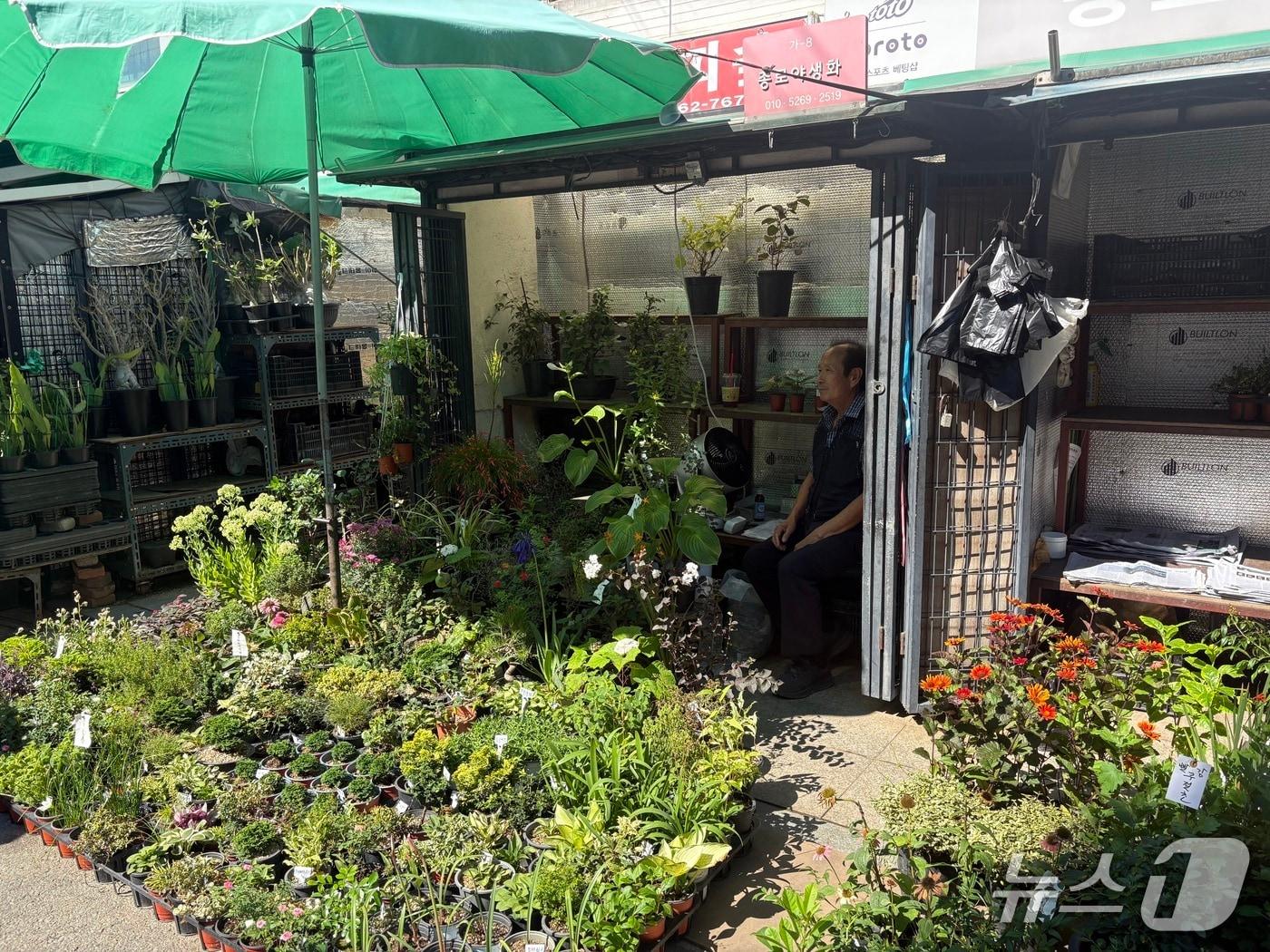 본문 이미지 -  12일 오전 서울 종로구 종로꽃시장에서 한 상인이 에어컨 없이 선풍기와 파라솔에 의지해 더위를 식히며 가게를 지키고 있다. 2026.8.12/뉴스1 ⓒ News1 소봄이 기자