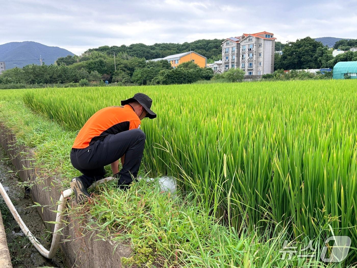 본문 이미지 - 12일 경남 거제시 거제면의 한 논에서 소방대원이 물을 대고 있다.2026.08.12/뉴스1 강미영기자