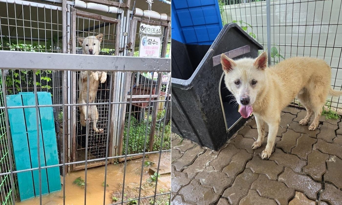 본문 이미지 - 동물보호단체 포해피니스는 갈수록 거세지는 폭우와 폭염 앞에서 남은 동물들의 안전한 돌봄을 위해 새로운 공간을 마련하기 위한 이사 프로젝트를 시작했다고 밝혔다(포해피니스 제공). ⓒ 뉴스1