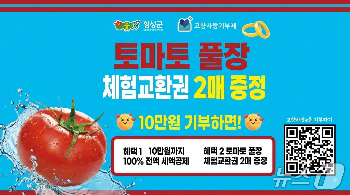 본문 이미지 - 고향사랑기부제 토마토풀장 이벤트.(횡성군 제공. 재판매 및 DB금지)/뉴스1