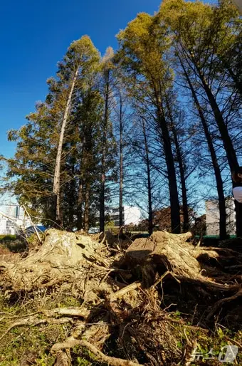 본문 이미지 - 지난 2019년 10월 서울 강남구 개포동 개포주공 1단지 재개발 지역(현재 디에이치 퍼스티어 아이파크) 내 메타세쿼이아 길 모습 ⓒ 뉴스1