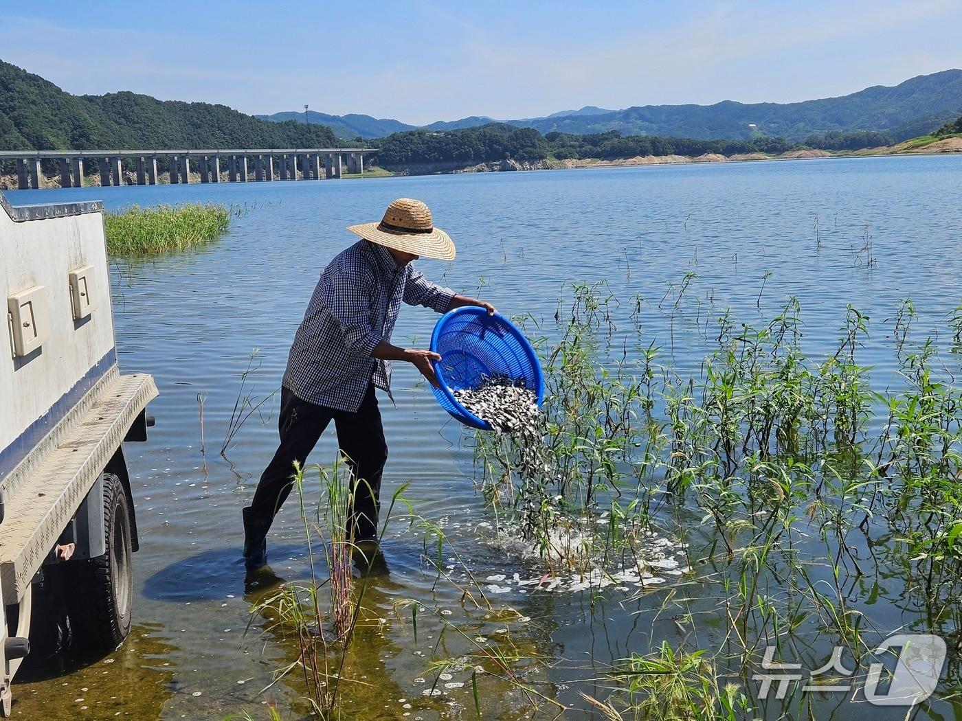 본문 이미지 - 전북 진안군이 용담호에 붕어 치어를 방류하고 있다.(진안군제공, 재판매 및 DB금지)2026.8.14/뉴스1