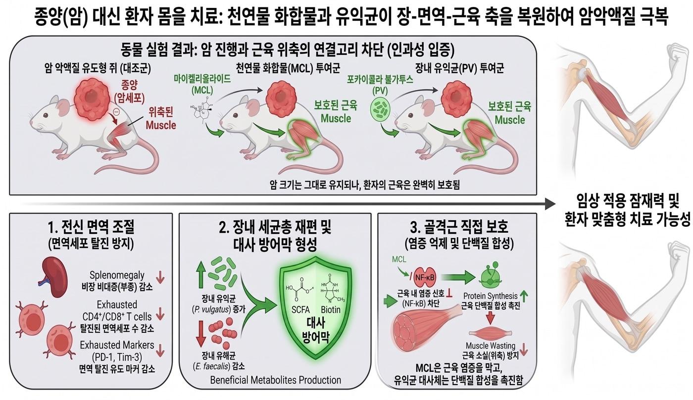 본문 이미지 - 암 악액질 생쥐에 천연물 화합물 마이켈리올라이드(MCL) 또는 장내 유익균 포카이콜라 불가투스를 투여하는 과정을 나타낸 그림. 종양 크기에는 큰 변화가 없지만 장내 미생물과 면역계가 조절되면서 근육이 보호되는 것으로 나타났다. (KIST 제공. 재판매 및 DB금지)