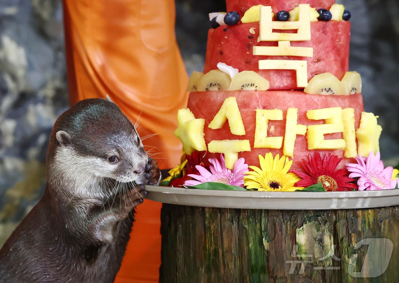 본문 이미지 - 서울 송파구 롯데월드 아쿠아리움에서 작은발톱수달이 복날을 맞아 꽁꽁 얼린 과일 특식을 먹고 있다.ⓒ 뉴스1 김민지 기자
