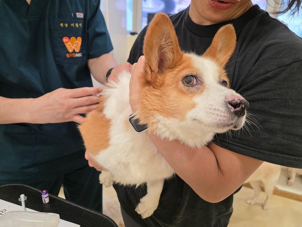 본문 이미지 - "안 아프게 놔주세요"…서울 24시 월드펫동물메디컬센터 의료진이 인천 유기동물보호쉼터 '행유세'에 방문해 보호견들에게 예방접종을 하고 있다(병원 제공). ⓒ 뉴스1