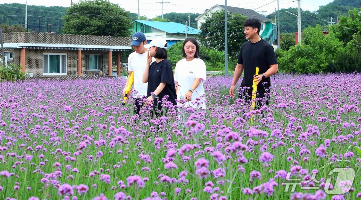 본문 이미지 - 인제군 서화면 천도리 일대에 들어선 보랏빛 마편초 꽃길.(인제군 제공. 재판매 및 DB금지)/뉴스1