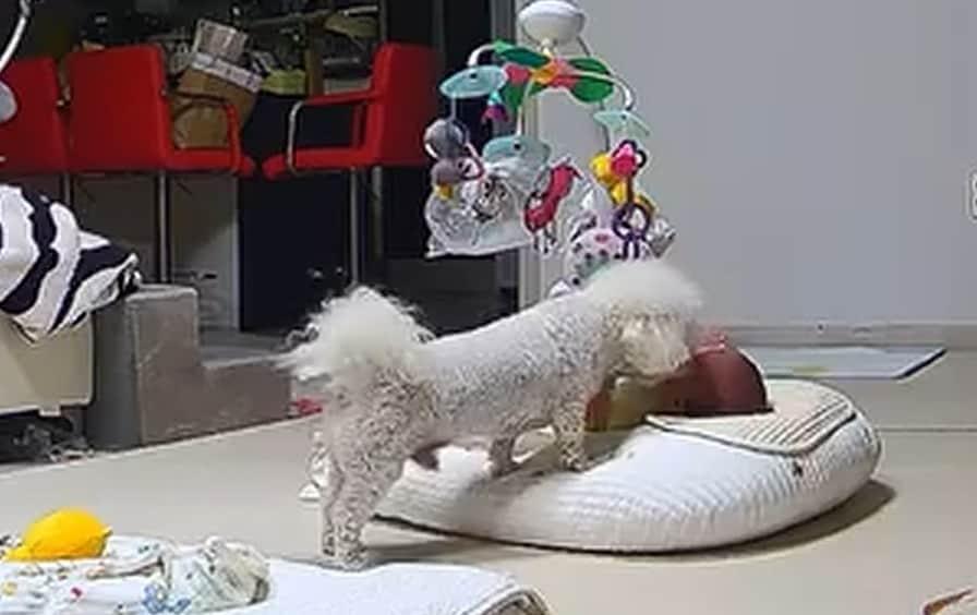 본문 이미지 - 아기가 울자 달래주는 강아지 당근이(인스타그램 3rd_horse_ 제공) ⓒ 뉴스1