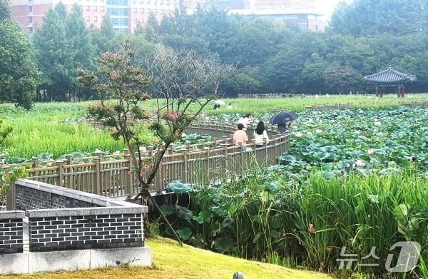 본문 이미지 - 휴일인 16일  오전 비가 오는 날씨에 전북 전주 덕진공원을 찾은 시민들이 산책을 하고 있다./뉴스1 임충식 기자