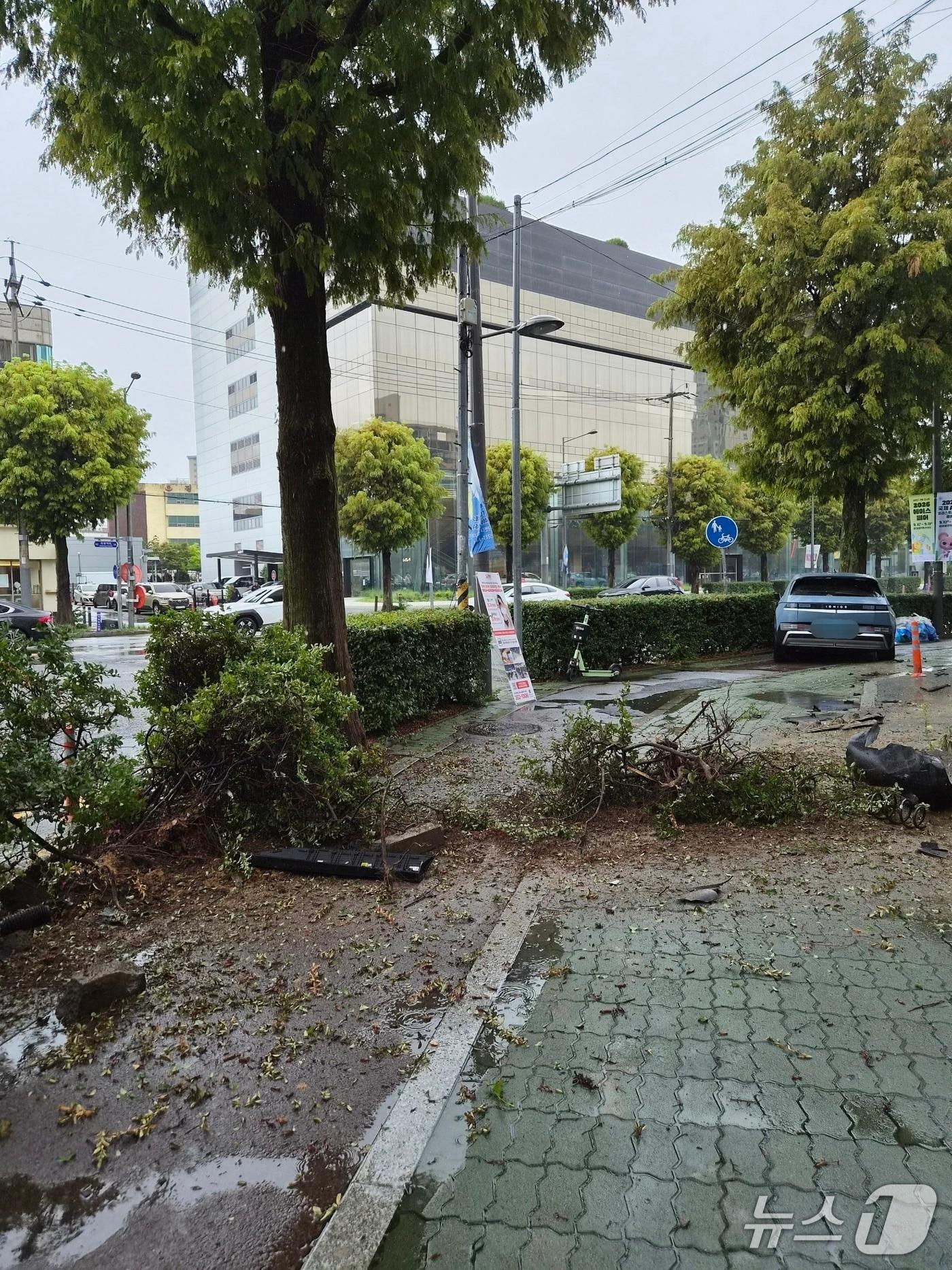 본문 이미지 - 19일 오전 10시 27분쯤 전남광주 서구 농성동에서 SUV가 인도로 올라타 가로수가 쓰러진 모습.(독자 제공. 재판매 및 DB 금지)