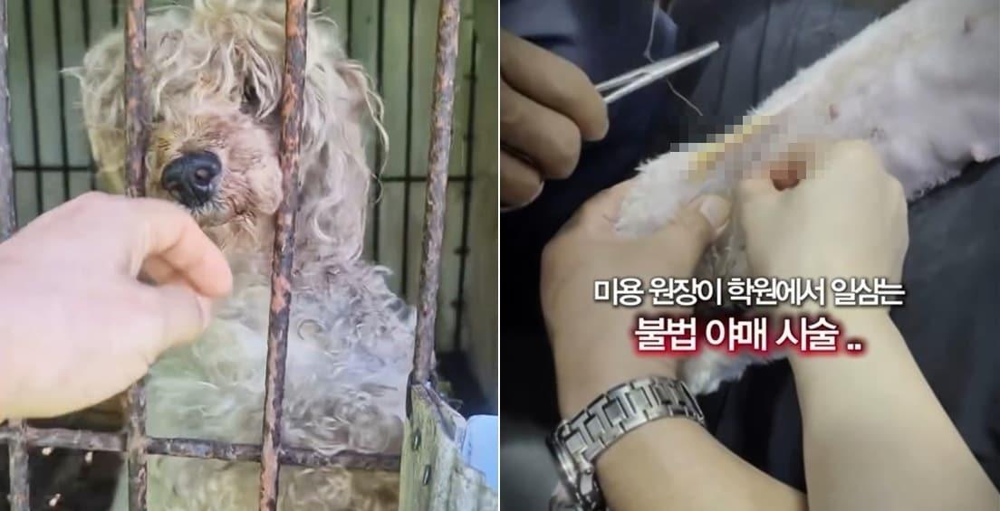 본문 이미지 - 번식장에서 길러지던 미용 실습견과 미용학원에서 실습 중 개의 피부가 찢어지자 마취 없이 꿰매는 모습(엔젤프로젝트 인스타그램 갈무리) ⓒ 뉴스1