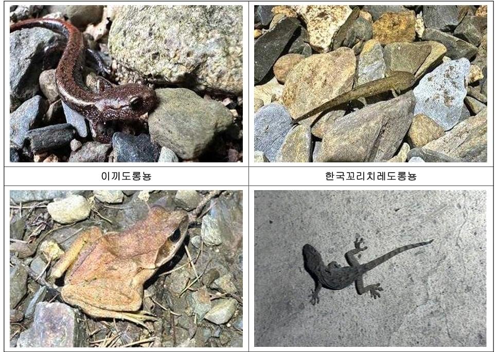본문 이미지 - 대둔산도립공원 충남권역에서 발견된 동·식물 모습.(충남도 제공. 재판매 및 DB금지)/뉴스1