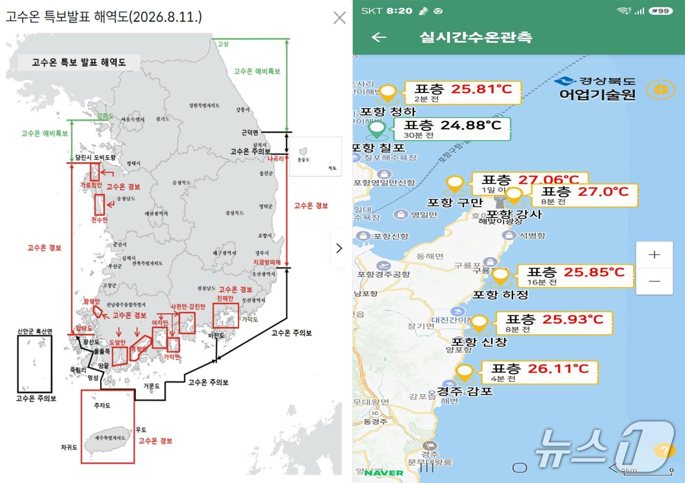 본문 이미지 - 경북 포항시 고수온 피해가 한풀 꺾인 것으로 나타났다. 사진 왼쪽은 국리수산과학원 고수온 특보 현황, 경북도어업기술원 실시간 표층 수온 현황(국립수산과학원, 경북도 어업기술원 홈페이지 갈무리) 2026.8.20/뉴스1 