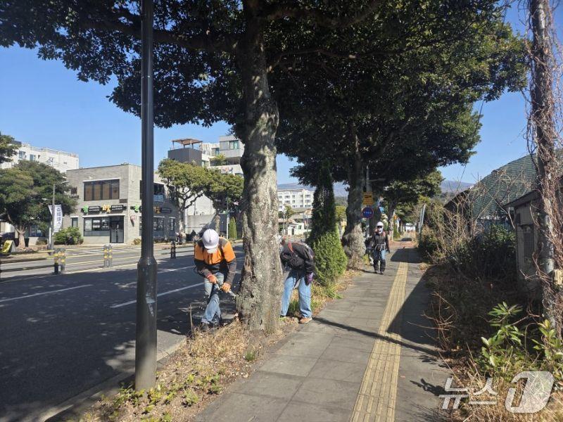 본문 이미지 - 산림청 가로수 조성·관리 우수사례 공모에서 대상을 받은 서귀포시. (서귀포시 제공)/뉴스1