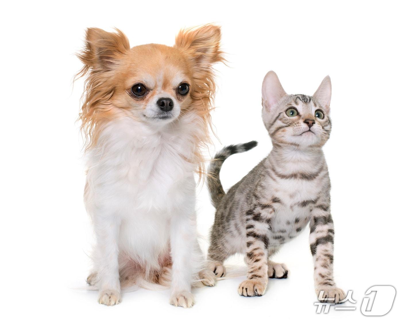 본문 이미지 - 반려동물(사진 클립아트코리아) ⓒ 뉴스1