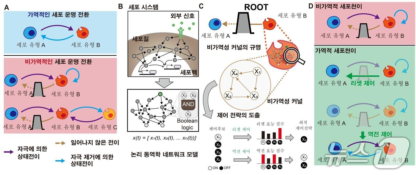 본문 이미지 - 비가역적 세포 상태 천이의 원인을 규명하고 제어하는 루트 프레임워크. (KAIST 제공. 재판매 및 DB금지) 2026.8.21/뉴스1