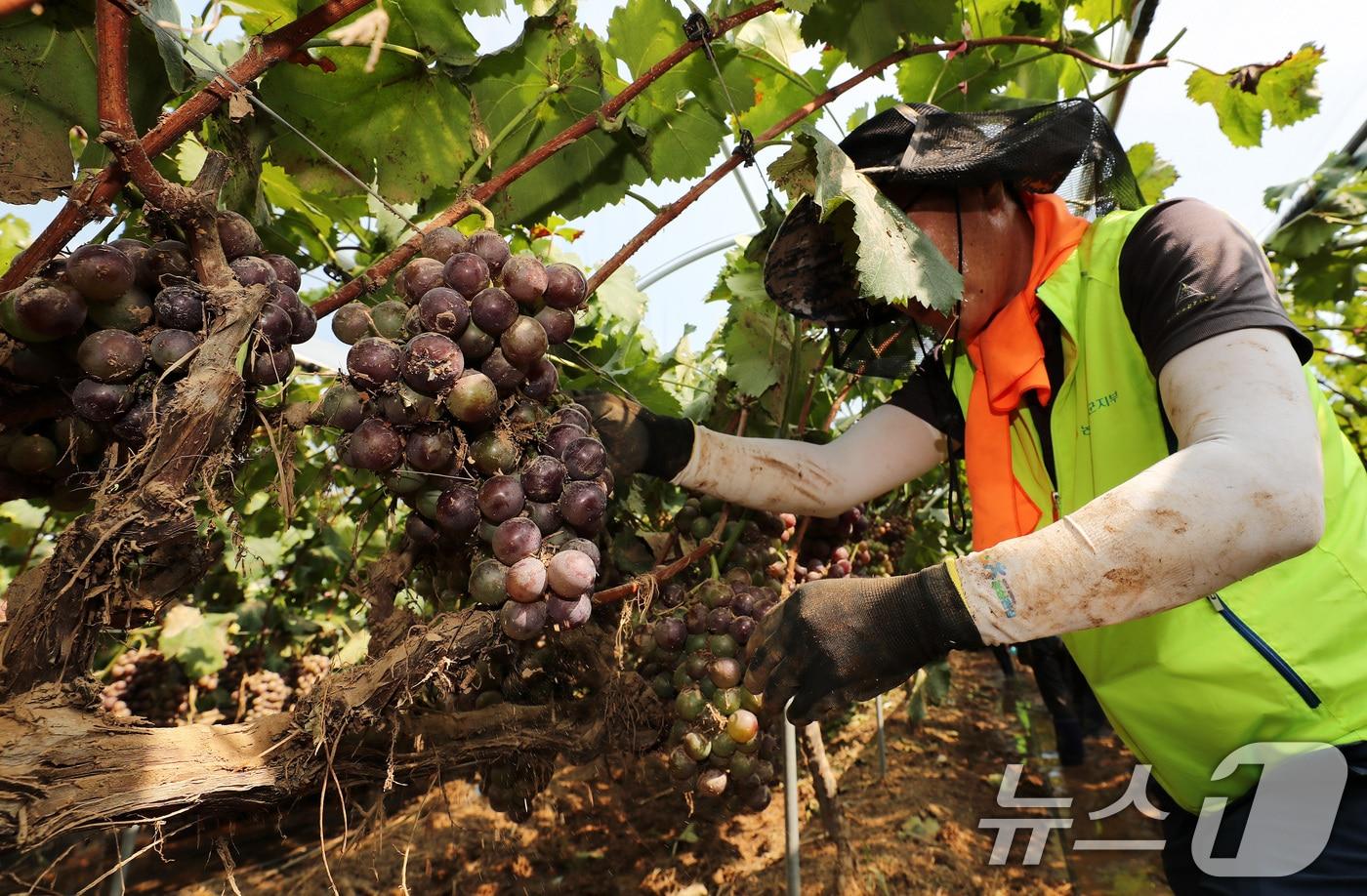 본문 이미지 - 경남농협 임직원들이 21일 폭우 피해를 입은 경남 거제시 둔덕면 산방리의 한 포도 농가를 찾아 일손을 거들고 있다. 2026.8.21 ⓒ 뉴스1 윤일지 기자