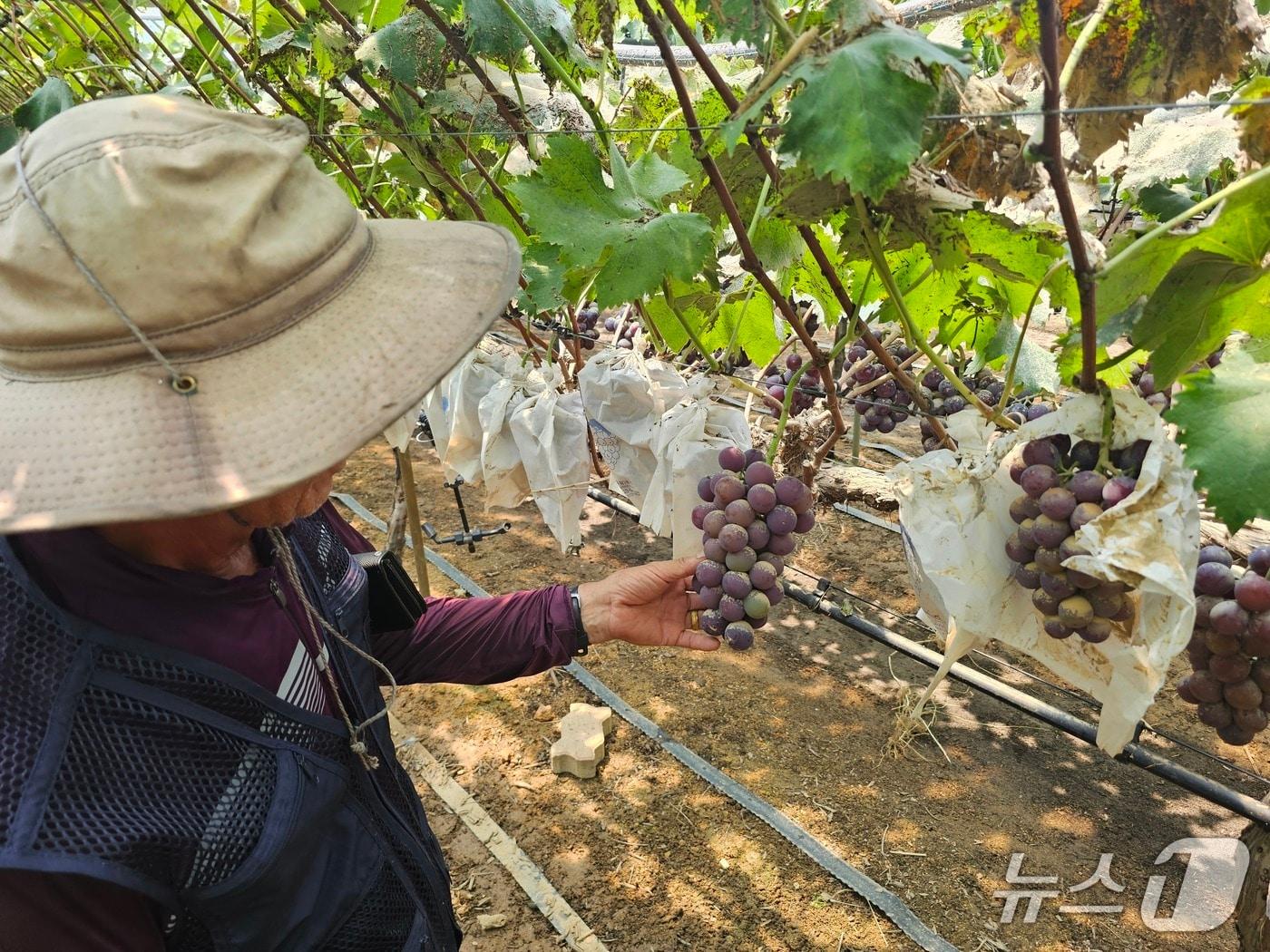 본문 이미지 - 22일 거제시 둔덕면 하둔리에서 포도 농사를 짓고 있는 홍경문 씨가 침수 피해를 입은 포도를 들어보이고 있다. 2026.8.22 뉴스1 박민석 기자
