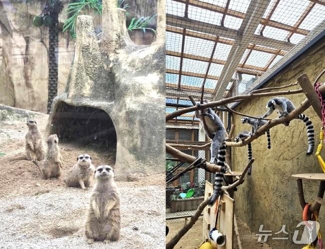 본문 이미지 - 전주동물원은 최근 대구 네이처파크로부터 국제 멸종위기종(CITES)인 알락꼬리여우원숭이 4마리와 미어캣 5마리를 무상으로 양여받았다.(전주시 제공, 재판매 및 DB 금지)/뉴스1