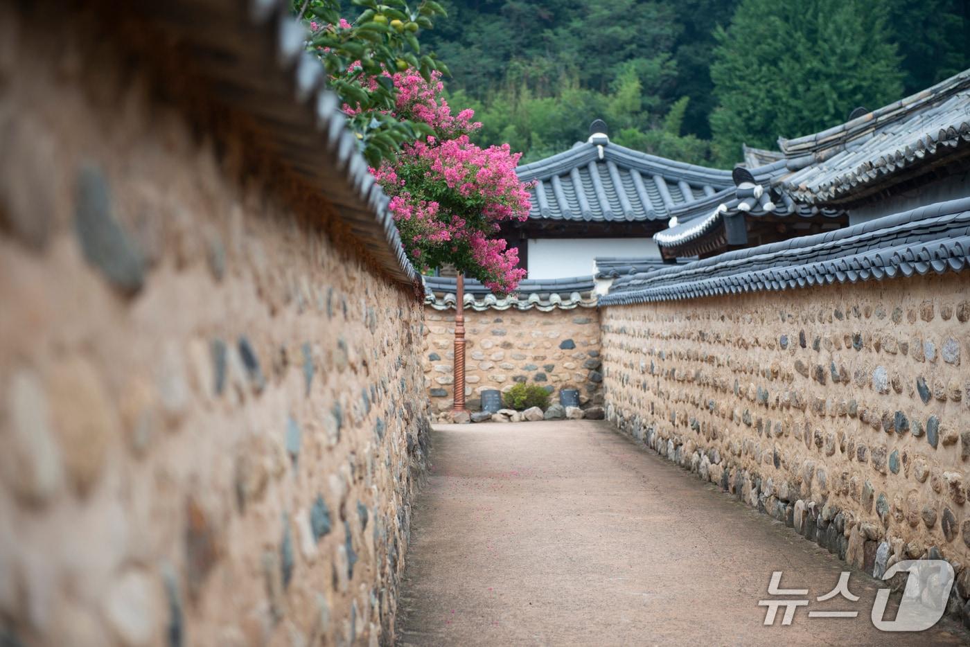본문 이미지 - 22일 대구 달성군 남평문씨본리세거지의 고즈넉한 흙돌담길 사이로 분홍빛 백일홍이 활짝 피어 있다. 2026.8.22 ⓒ 뉴스1 이성덕 기자