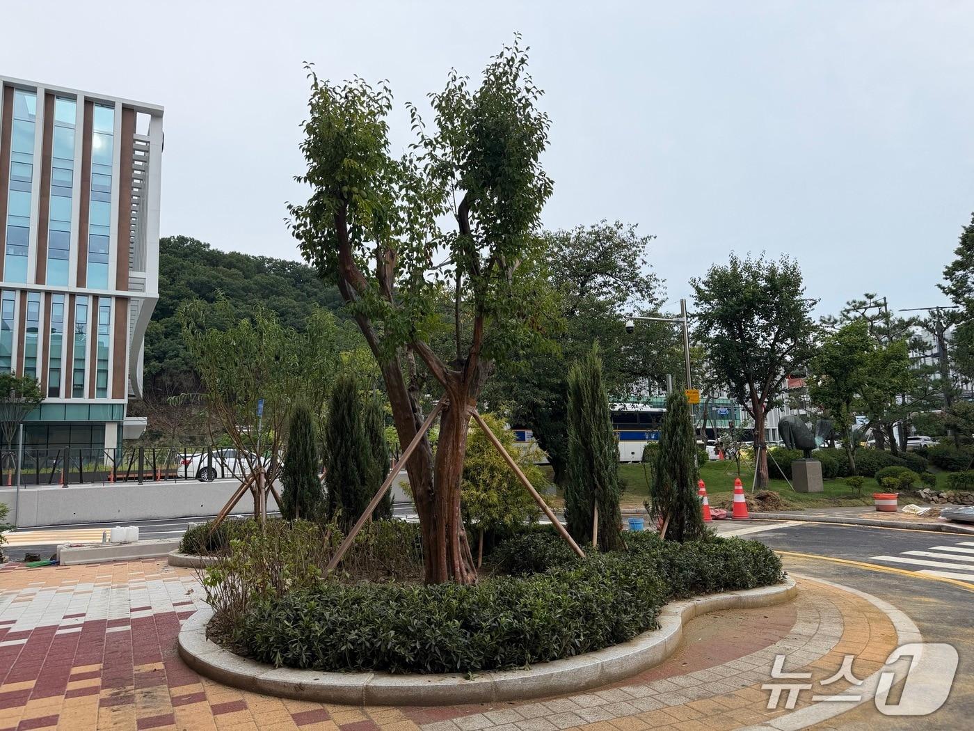 본문 이미지 - 충북도청 정비사업으로 옮겨 심은 조경.2026.08.21/뉴스1