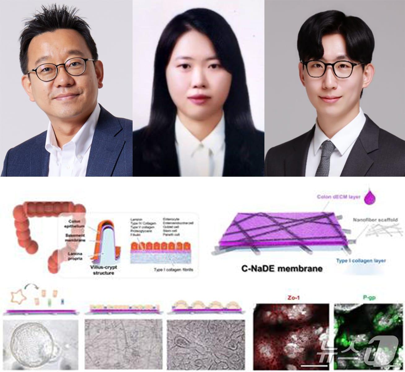 본문 이미지 - 김동성 포스텍 기계공학과 융합대학원 교수팀이 실제 장 조직의 생화화적 성분과 부드러운 물리적 특성을 동시에 구현한 세포 배양막을 개발했다. 왼쪽부터 김 교수, 김현지 기계공학과 박사, 윤재승 차의과대학 의학전문대학원 교수.(포스텍 제공, 재판매 및 DB금지) 2026.8.24/뉴스1 