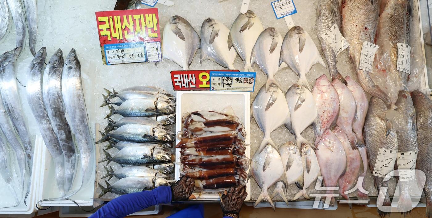 본문 이미지 - 24일 오후 서울 동작구 노량진수산시장에 오징어, 고등어 등 수산물이 진열돼 있다. 해양수산부는 추석을 앞두고 수산물 시장 가격 안정을 위해 8월 24일부터 9월 27일까지 명태, 고등어, 오징어, 갈치 등 정부 비축 수산물 2만 톤을 시장에 공급한다. ⓒ 뉴스1 오대일 기자