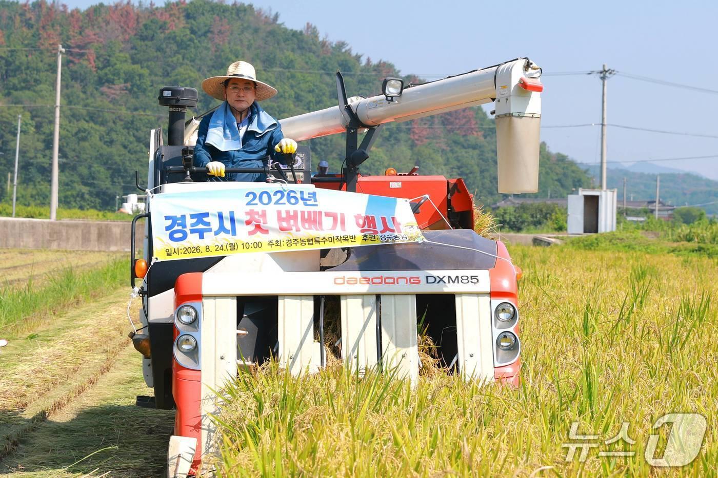 본문 이미지 - 주낙영 경북 경주시장이 24일 사악동 들녘에서 올해 첫 벼 수확을 하고 있다. (경주시제공, 재판매 및 DB금지) 2026.8.24/뉴스1 