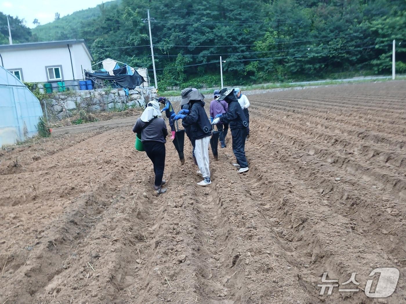 본문 이미지 - 강릉시, 가을감자 재배 위한 첫 파종.(강릉시 제공, 재판매 및 DB 금지) 2026.8.25/뉴스1