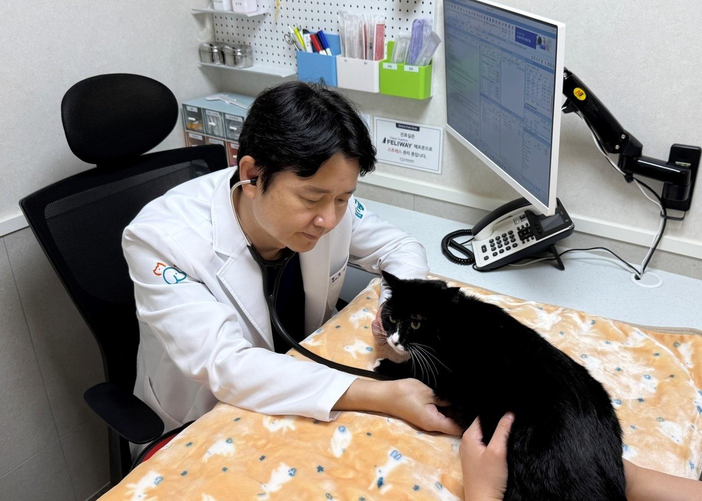 본문 이미지 - 박정현 연수동물메디컬센터 원장이 고양이를 진료하고 있다(동물병원 제공). ⓒ 뉴스1