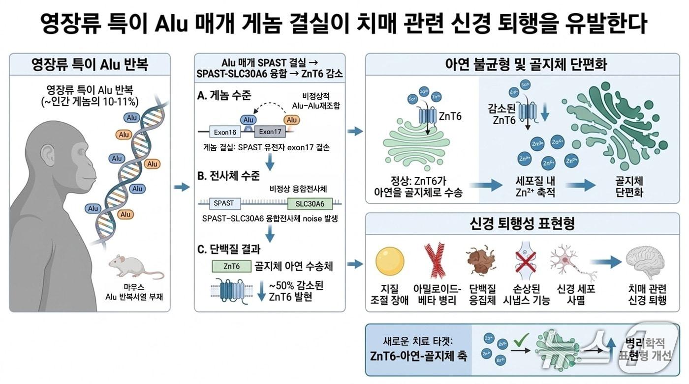 본문 이미지 - 영장류특이 Alu매개 게놈 결실에 의한 퇴행성 뇌 질환형질 유도 기전 모식도(AI 생성·한국생명공학연구원 제공) /뉴스1