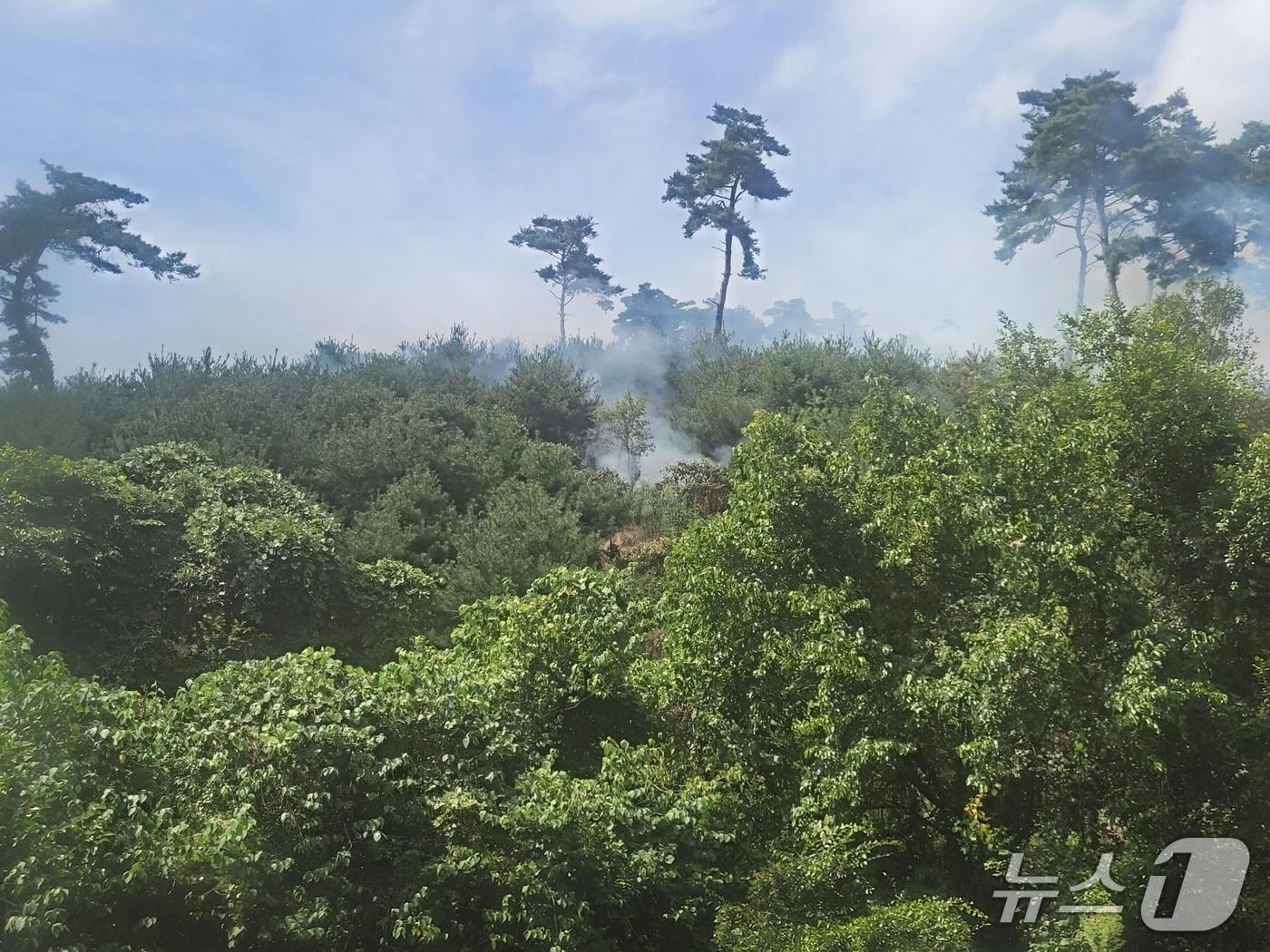 본문 이미지 - 산불 현장 모습.(산림청 제공. 재판매 및 DB 금지)