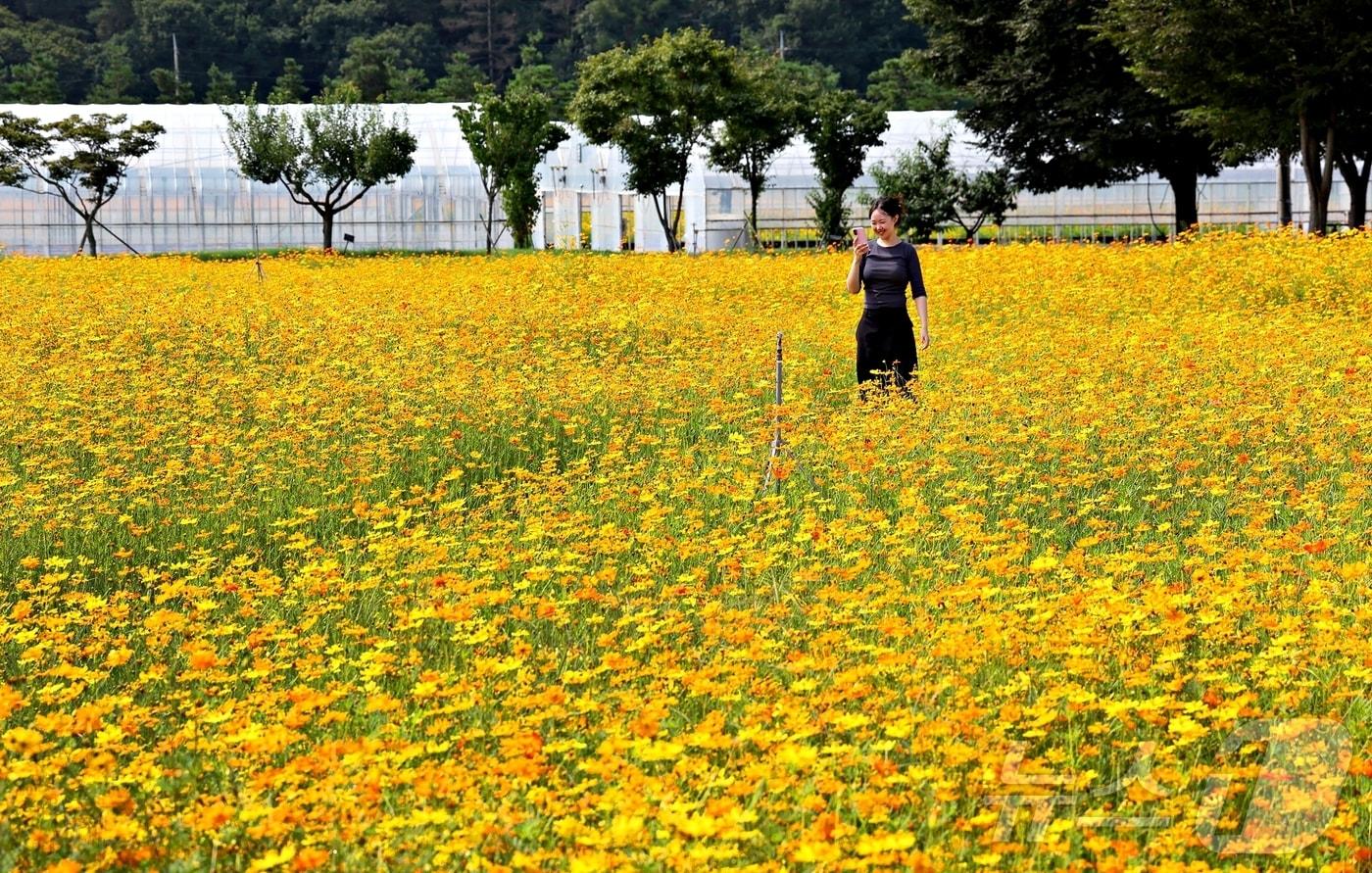 본문 이미지 - 충북 괴산군 괴산읍 서부리 669 괴산군농업기술센터 뒤 동진천 인근 주황과 노랑 황화코스모스 꽃밭을 한 여인이 걷고 있다.(괴산군 제공) ⓒ 뉴스1