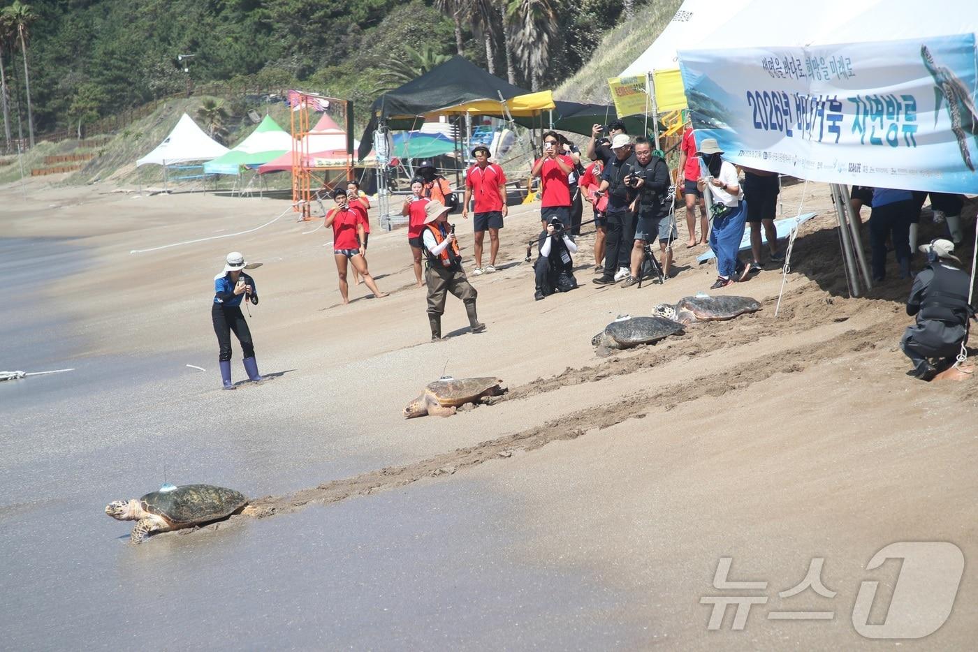 본문 이미지 - 27일 오전 제주 서귀포시 중문색달해수욕장에서 해양수산부 주최로 열린 바다거북 자연방류 행사에서 한 바다거북이 바다로 향하고 있다. 2026.8.27 ⓒ 뉴스1 오미란 기자