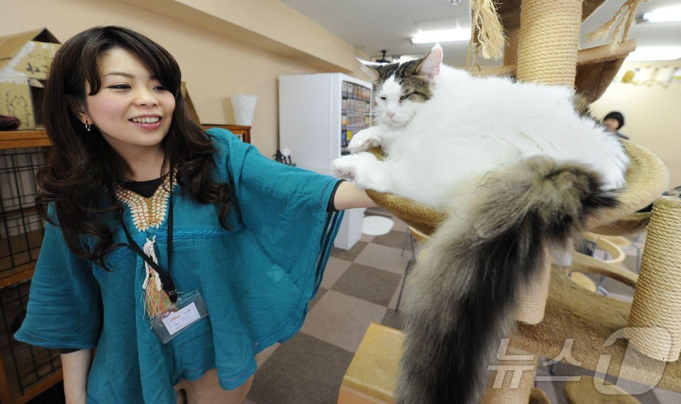 본문 이미지 - 일본 도쿄의 한 고양이 카페 내부 모습. 2012.02.23 ⓒ AFP=뉴스1