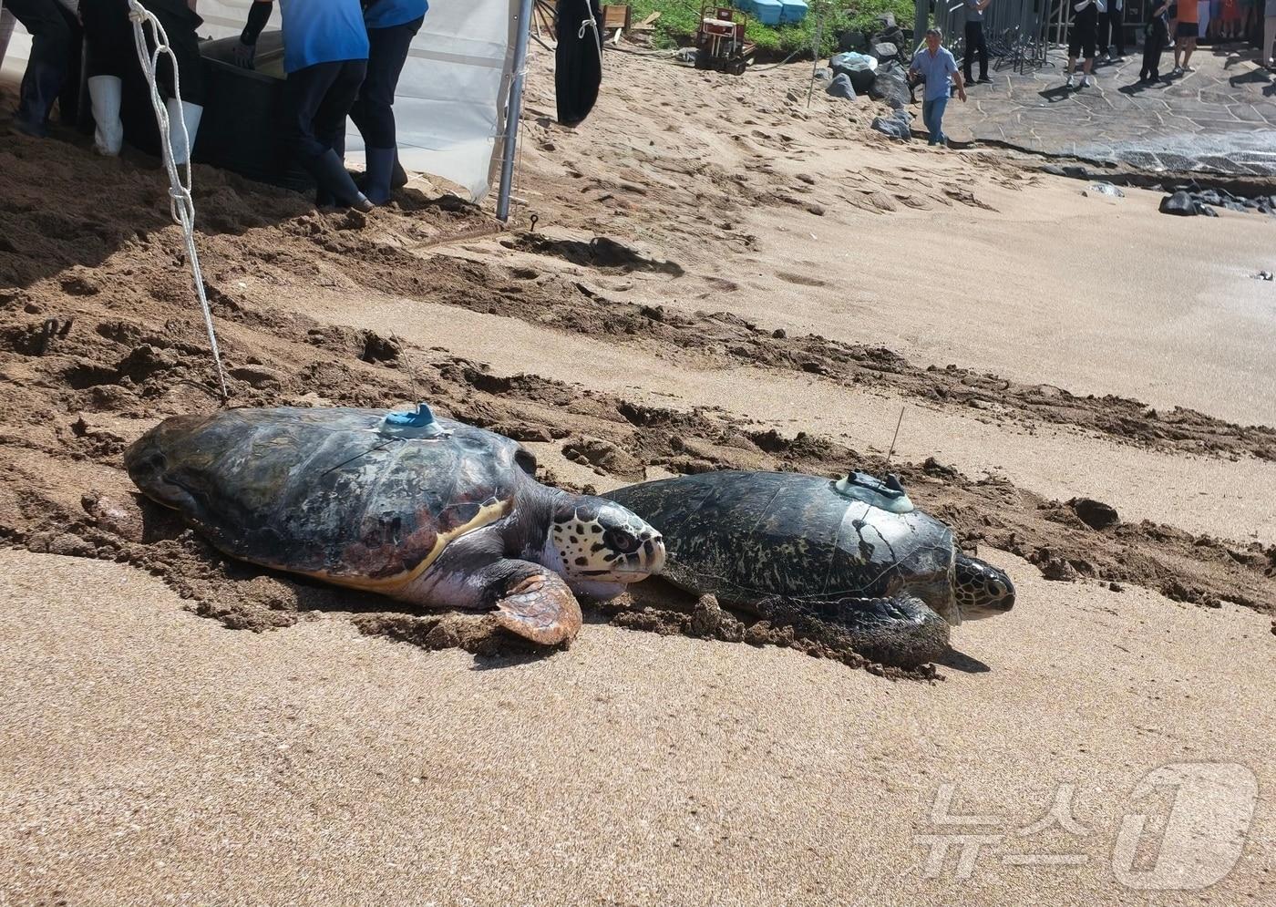 본문 이미지 - 아쿠아플라넷 여수는 27일 제주 중문색달해수욕장에서 바다거북 11마리를 방류했다. (아쿠아플라넷 여수 제공. 재판매 및 DB금지) 