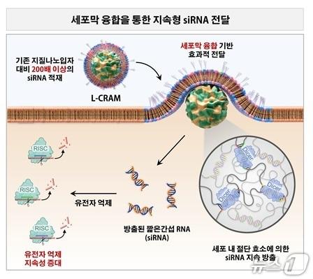 본문 이미지 - 세포 안에서 RNA 치료 효과를 오래 유지하는 융합성 RNA 나노모듈 (L-CRAM)의 작동 원리(이종범 서울시립대 교수 제공) /뉴스1