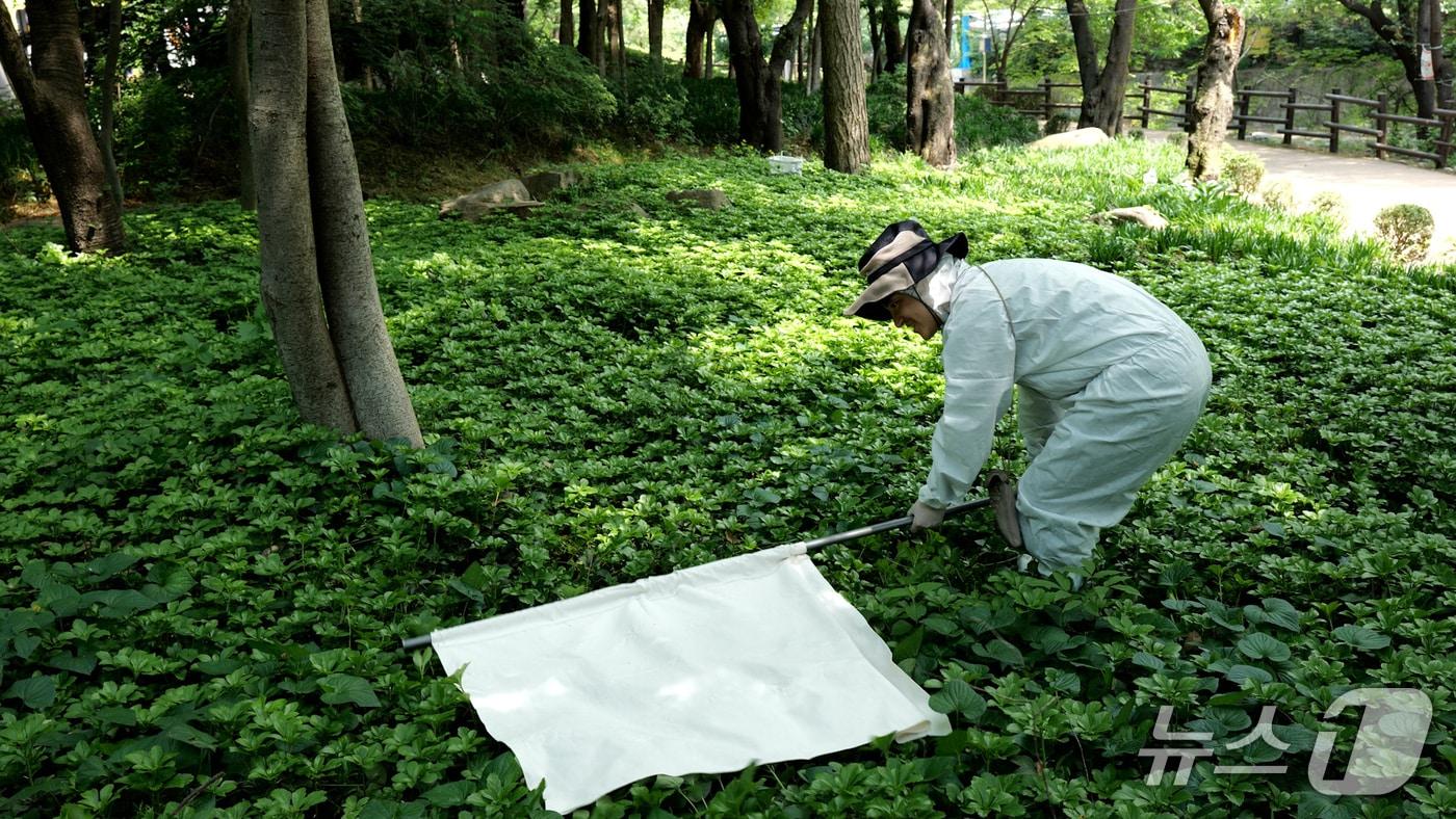 본문 이미지 - 진드기 채집 장면.(서울시 제공)