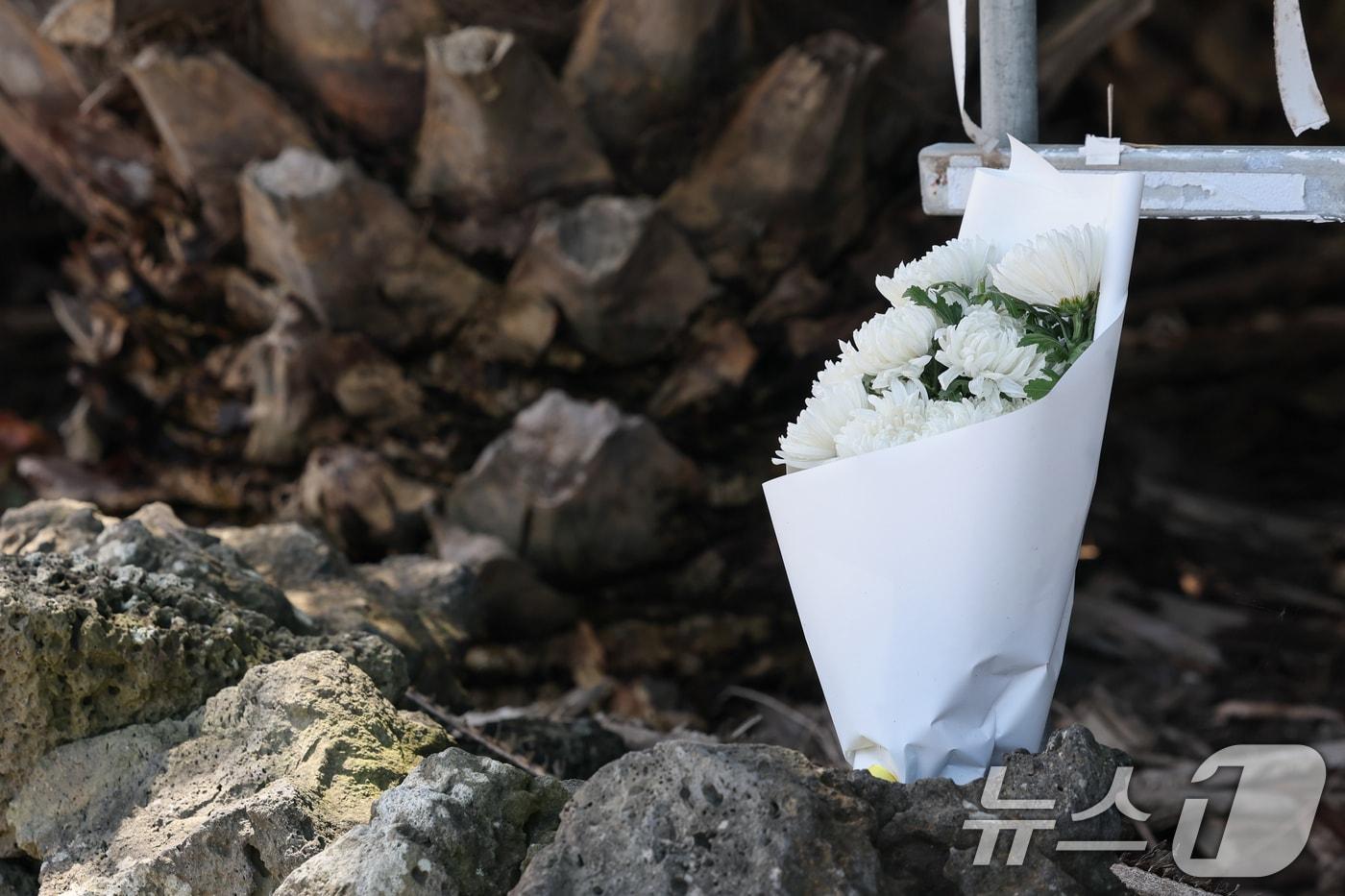 본문 이미지 - 28일 제주시 한림읍 실종신고 허위 종결 사건 피해자 장 모 씨의 시신이 발견된 야자수숲 현장에 누군가 추모의 의미로 가져다놓은 국화꽃다발이 놓여 있다. 2026.8.28 ⓒ 뉴스1 안은나 기자