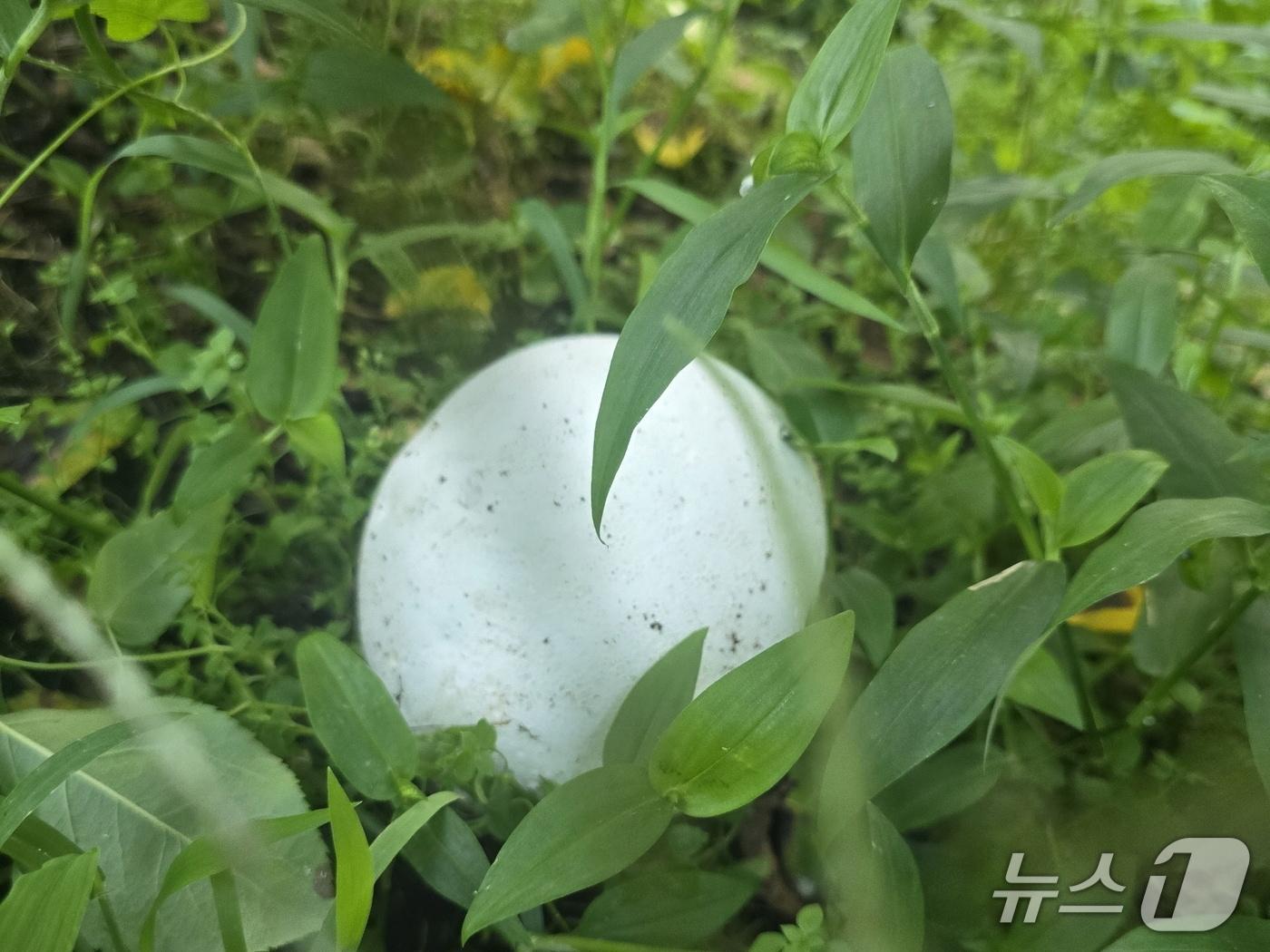 본문 이미지 - 전북 남원시 운봉읍 화신마을 한 사과밭 농장에서 발견된 댕구알버섯.(남원시 제공. 재판매 및 DB금지)/뉴스1 