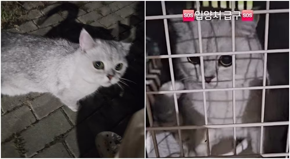 본문 이미지 - 공원에 유기된 것으로 추정되는 고양이(인스타그램 sskk_vely_0327 제공) ⓒ 뉴스1