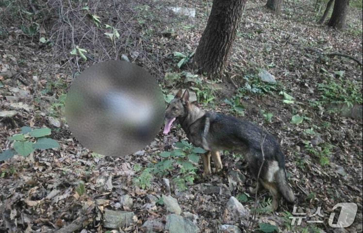 본문 이미지 - 경기 안양에서 실종된 60대 남성을 발견한 강원도 119특수대응단 양양항공대 소속 119구조견 '가온'.(강원도 119특수대응단 제공, 재판매 및 DB금지)