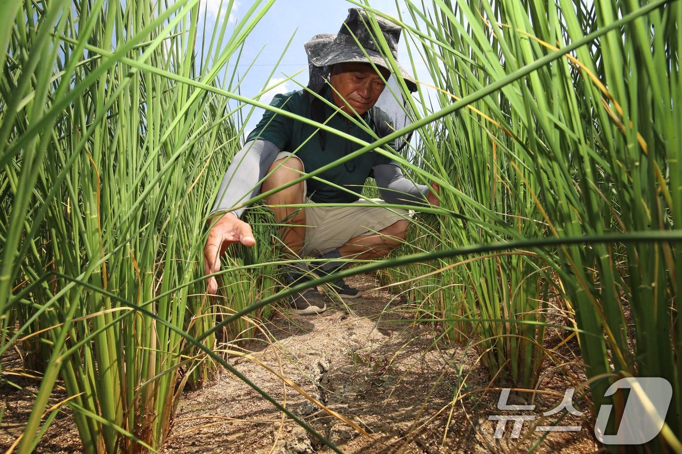 본문 이미지 - 경남 밀양에 농업용수 가뭄 단계가 '경계' 수준을 보이고 폭염중대경보가 발효 중인 3일 밀양시 무안면 다례마을 인근에서 농민 육태근 씨가 가뭄으로 메마른 논의 벼를 살펴보고 있다. 2026.8.3 ⓒ 뉴스1 윤일지 기자