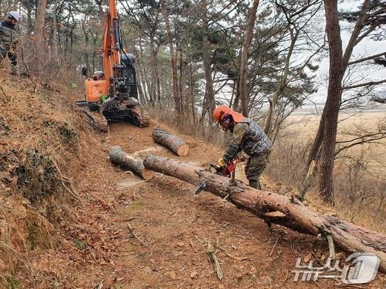 본문 이미지 - 소나무재선충병 수종전환 방제 작업 모습.(군산시 제공. 재판매 및 DB금지)/뉴스1