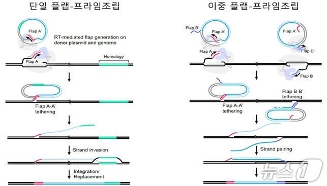본문 이미지 - 프라임조립 기술의 작동 원리 및 두 가지 전략.(범부처재생의료기술개발사업단 제공)