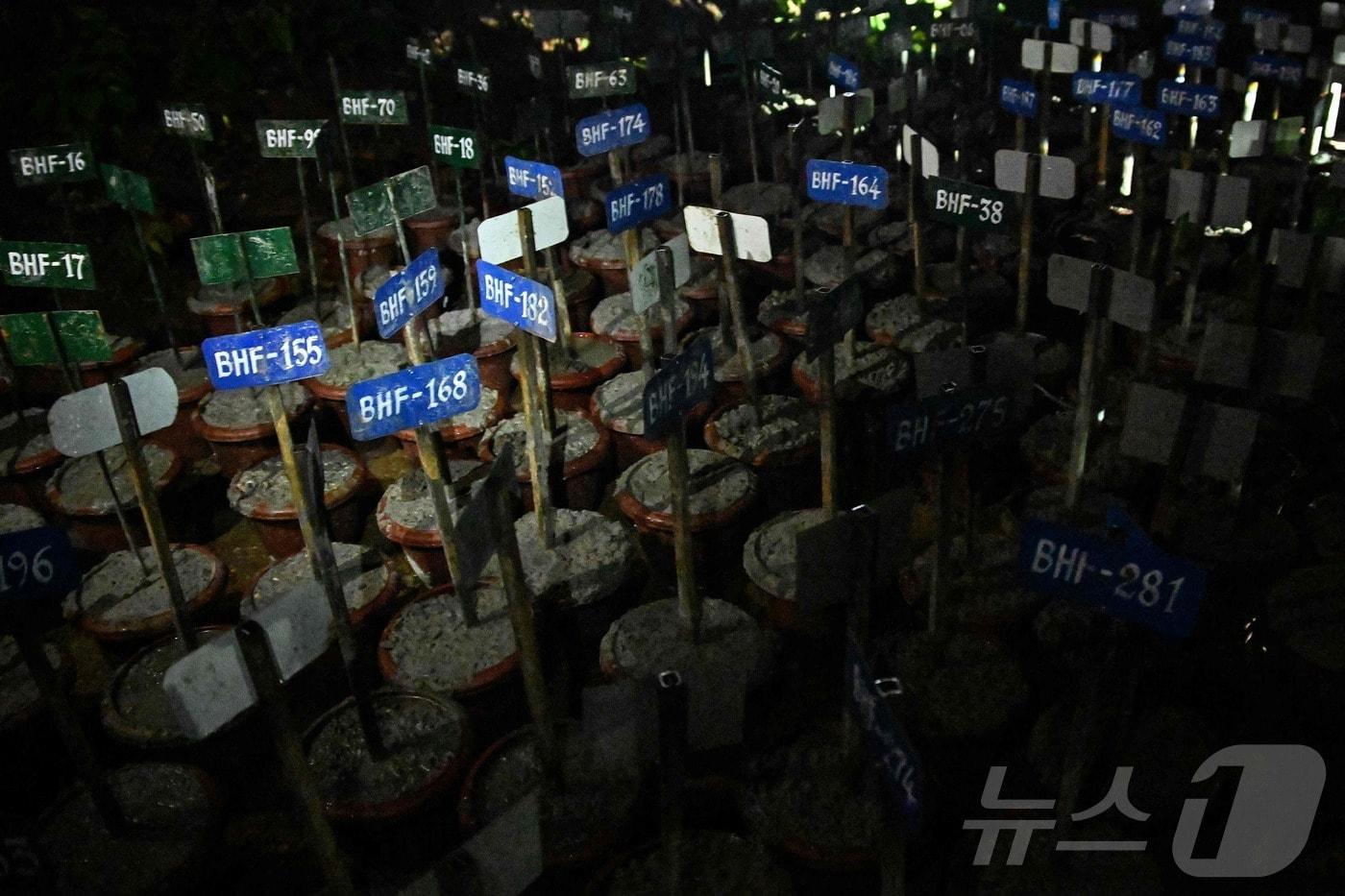 본문 이미지 - 네팔 대홍수로 숨진 희생자들 가운데 신원을 확인할 수 없어 유족에게 인계되지 못한 시신들이 30일(현지시간) 인식표가 붙은 상태로 임시 매장되고 있다. ⓒ AFP=뉴스1