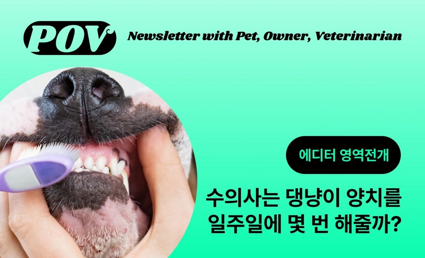 본문 이미지 - 뉴스레터 포브(벳아너스 제공) ⓒ 뉴스1